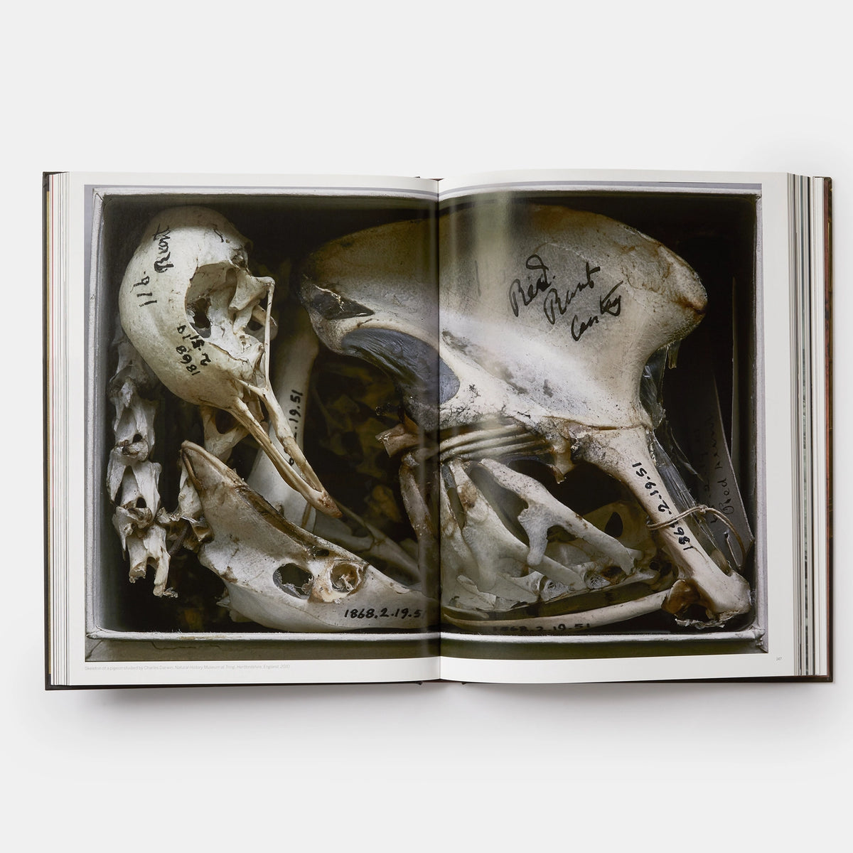 Annie Leibovitz: Portraits 2005-16 | Phaidon – Trish Clark Store