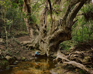 Chris Corson-Scott | Pūriri Forest Remnant, Shakespear Regional Park, Whangaparāoa Peninsula, 2022